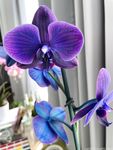 canbebought Photos