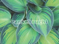 canbebought Photos