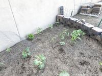cinnamonanarchy Photos