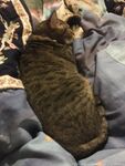 faecatgoddess Photos