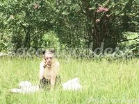 faecatgoddess Photos