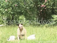 faecatgoddess Photos