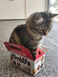 spoiledbratcat Photos