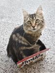 spoiledbratcat Photos