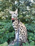 spoiledbratcat Photos