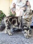 spoiledbratcat Photos