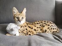 spoiledbratcat Photos