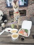spoiledbratcat Photos