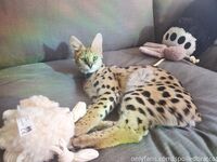 spoiledbratcat Photos