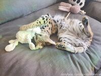 spoiledbratcat Photos