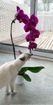 justviolet Photos