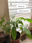 tillykush Photos