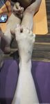 leyafalcon Photos