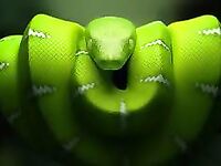 anacondanoire Photos