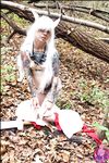 CosplayDeviants 1313_HalfDemon Photos
