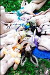 CosplayDeviants 2720_Eevolution Photos
