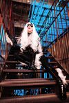 Nonsummerjack Chatter Kitten Photos
