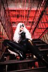 Nonsummerjack Chatter Kitten Photos