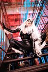 Nonsummerjack Chatter Kitten Photos