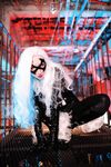 Nonsummerjack Chatter Kitten Photos