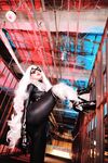 Nonsummerjack Chatter Kitten Photos