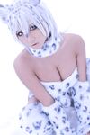 Nonsummerjack Snow Leopard Photos