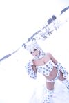 Nonsummerjack Snow Leopard Photos