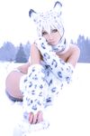 Nonsummerjack Snow Leopard Photos