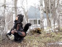 Nonsummerjack Timber wolf Photos
