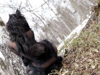 Nonsummerjack Timber wolf Photos