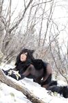 Nonsummerjack Timber wolf Photos