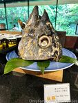 sapiophiles Photos