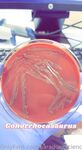 saradoesscience Photos
