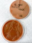 saradoesscience Photos