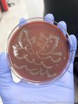 saradoesscience Photos