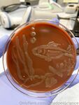 saradoesscience Photos