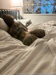 Tiger Lilly (Tigerl, Lilly Shelton)