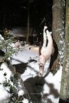 Kitsuna - Stretching in snow