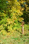 Tekla D - Leaves And Orange