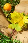 Tekla D - Leaves And Orange