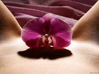 .. Olia - Bodyscape, Orchid