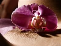 .. Olia - Bodyscape, Orchid