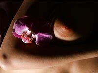 .. Olia - Bodyscape, Orchid