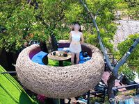 swingdog Photos