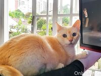 Newivy Cb Ivy