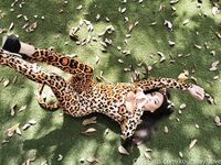 Kourtney Love