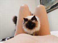 Aussielilyfox