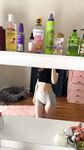 Organickitty